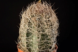 Astrophytum senile d. 11  100.00 €